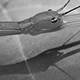 2508ph_yasumatsutobinanafushi25_w