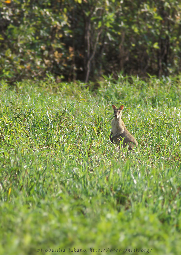 0308wallaby14