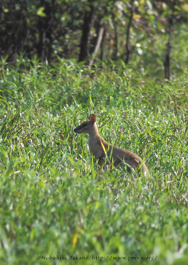 0308wallaby15