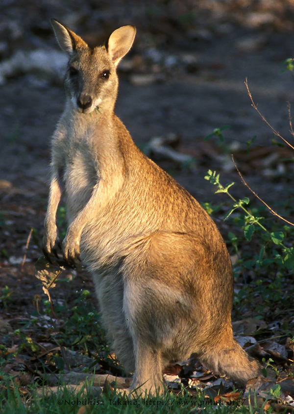 0308wallaby16