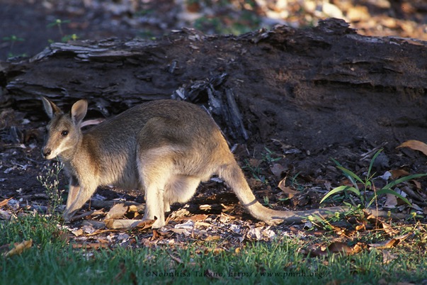 0308wallaby21