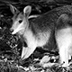 0308wallaby21_w