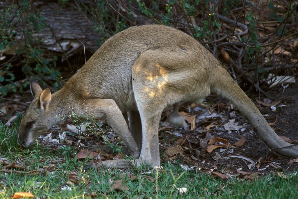 0308wallaby22