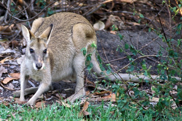 0308wallaby25