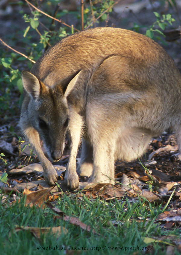 0308wallaby26