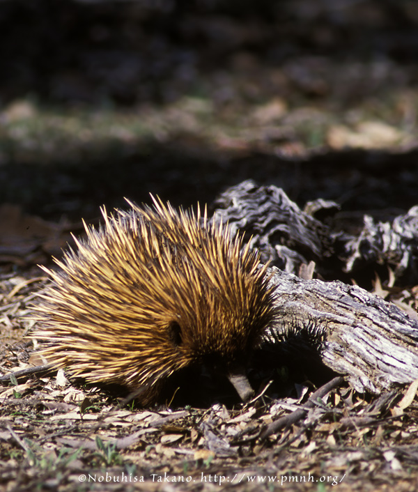 0309echidna05