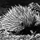 0309echidna05_w