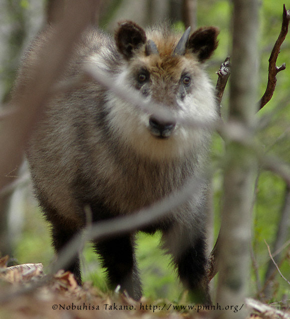 ニホンカモシカその1 - Japanese Serow #1 - Capricornis crispus