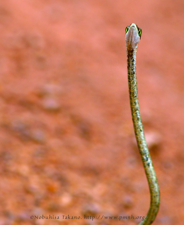 ツルヘビのなかま Brown Vine Snake I Oxybelis Aeneus I Others その他の生物 Pmnh Wildlife Portrait Archive Other Life Forms