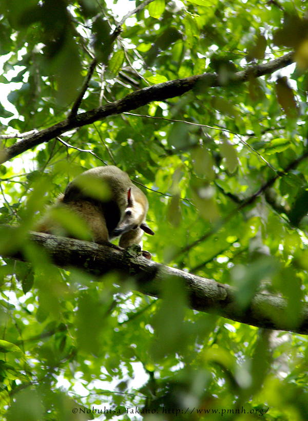 0408tamandua08