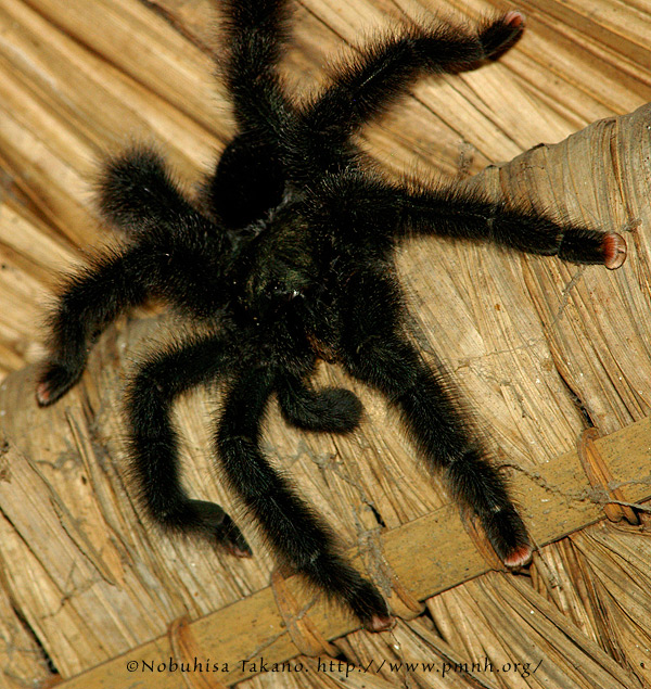 0408tarantula