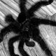 0408tarantula25_w