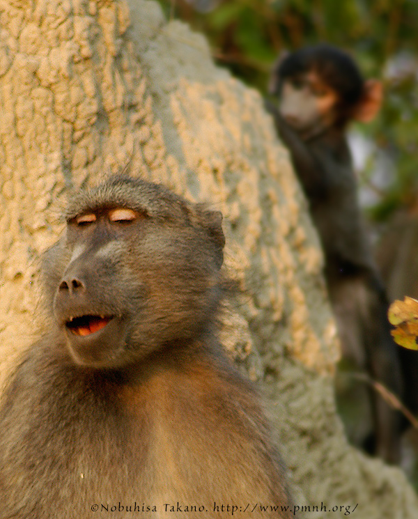 0508baboon_c018