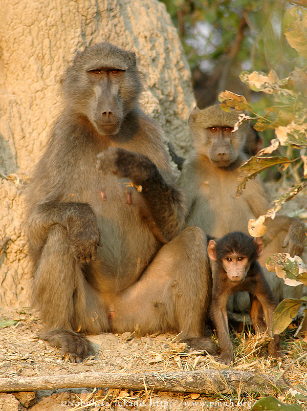 0508baboon_c023