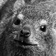 0508dassie_d332_w