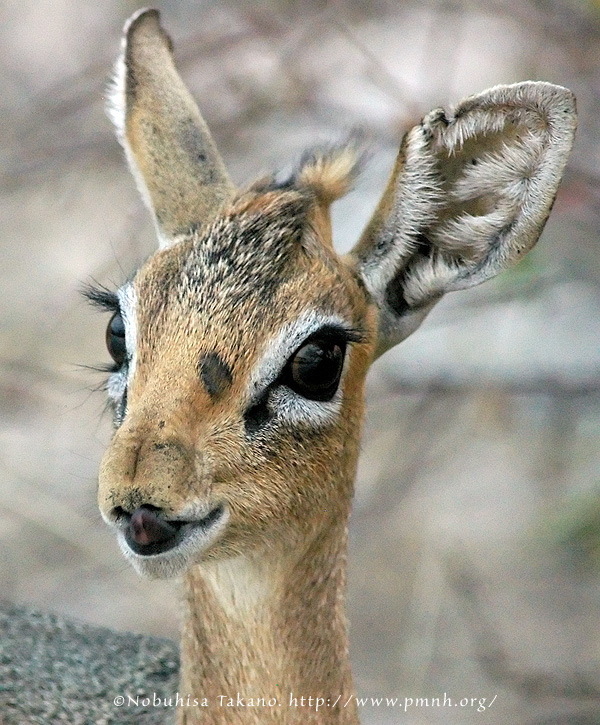 0508dikdik_e014