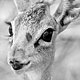 0508dikdik_e014_w