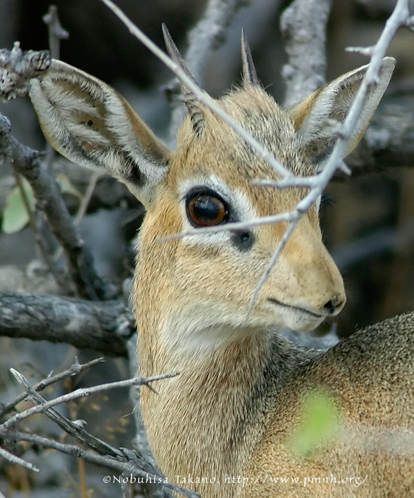 0508dikdik_e103