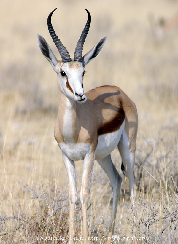 0508springbok_e202