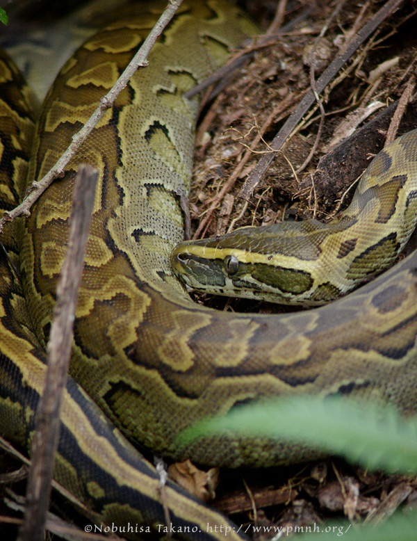 0708africanrockpython11