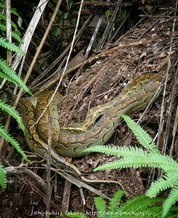 0708africanrockpython12