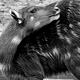 0708sitatunga780_w