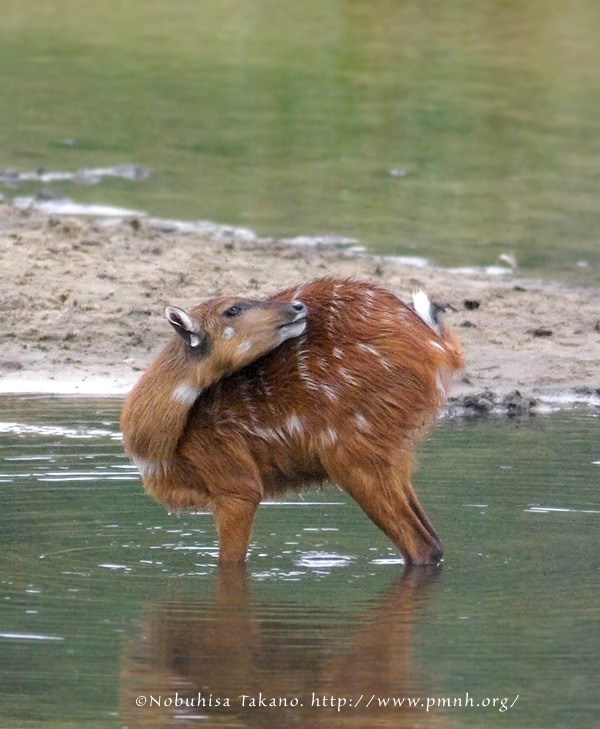 0708sitatunga780c