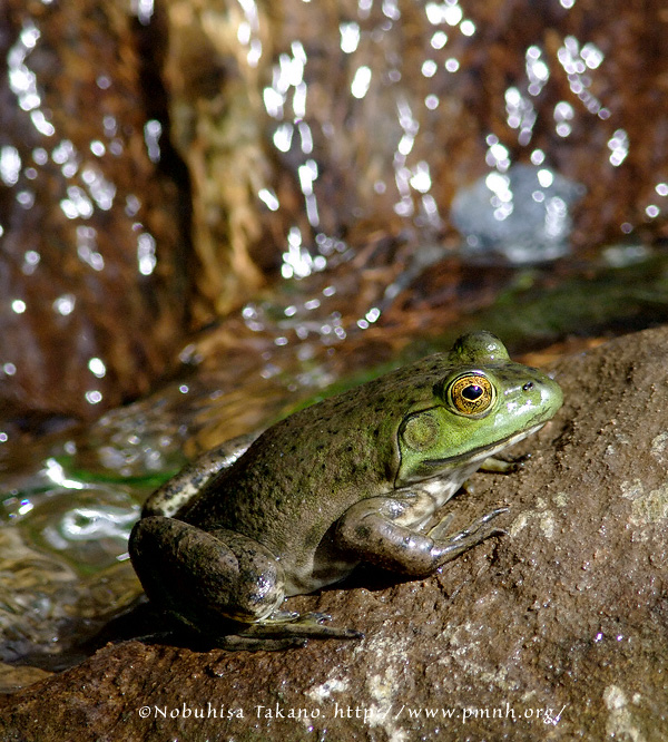 0808americanbullfrog501