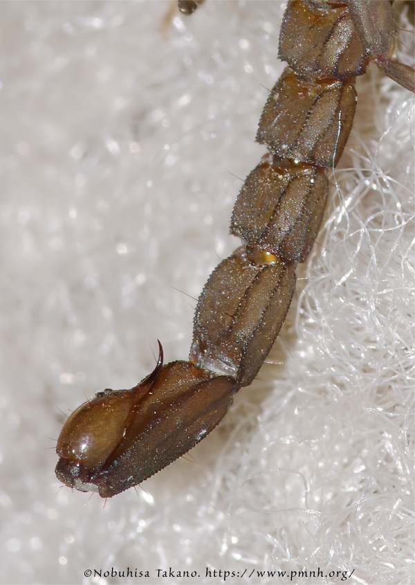 0808ar_arizonabarkscorpion3918b