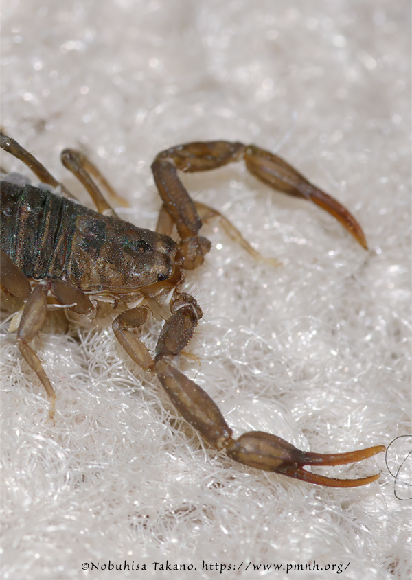 0808ar_arizonabarkscorpion3918c