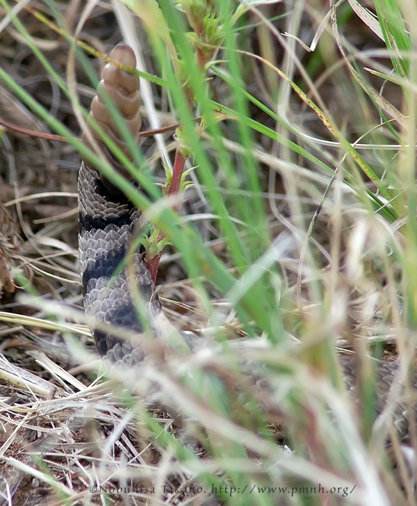 0808mohaverattlesnake017