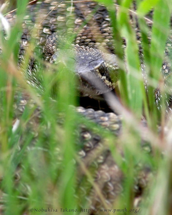 0808mohaverattlesnake020