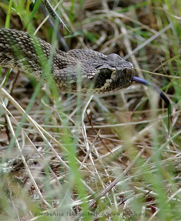 0808mohaverattlesnake023