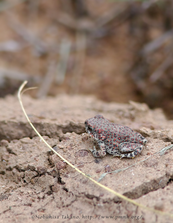 0808redspottedtoad008