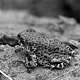 0808redspottedtoad008_w