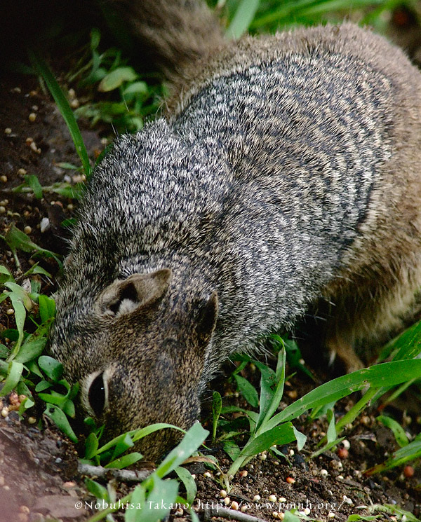 カワリイワジリス Rock Squirrel I Otospermophilus Variegatus I Others その他の生物 Pmnh Wildlife Portrait Archive Other Life Forms