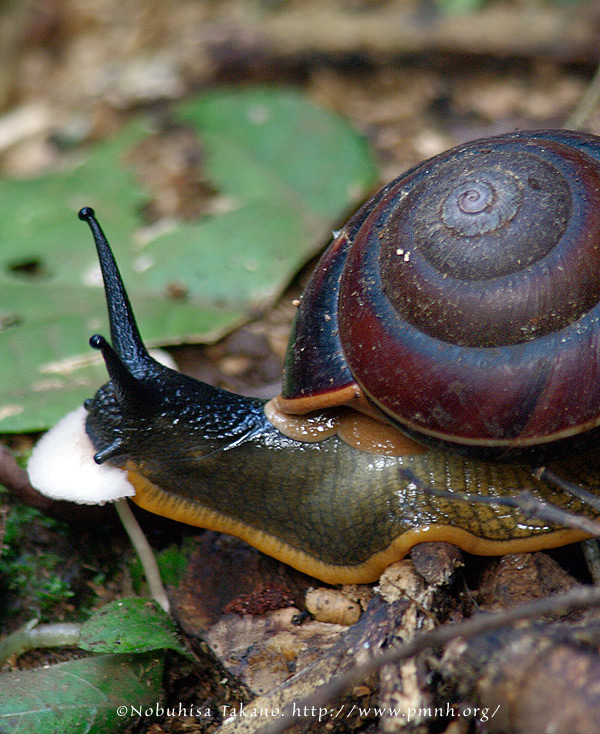 0908snail_cattien26