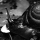 0908snail_cattien26_w