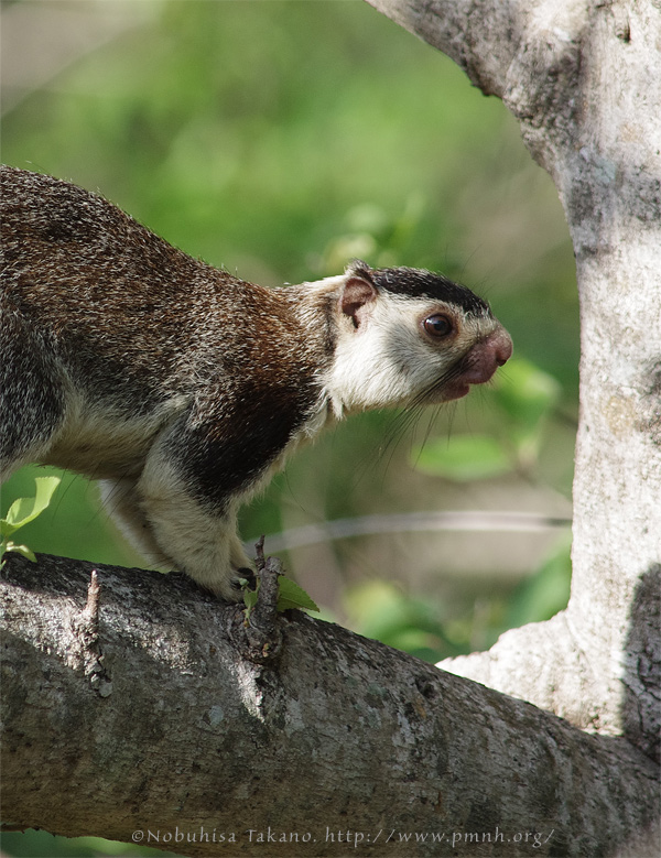 1108grizzledgiantsquirrel26