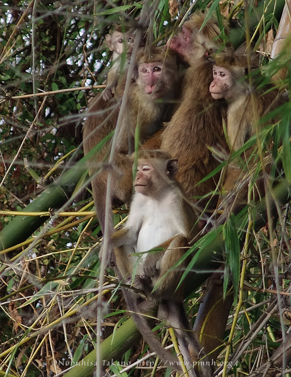 1108toquemacaque25