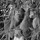 1108toquemacaque25_w