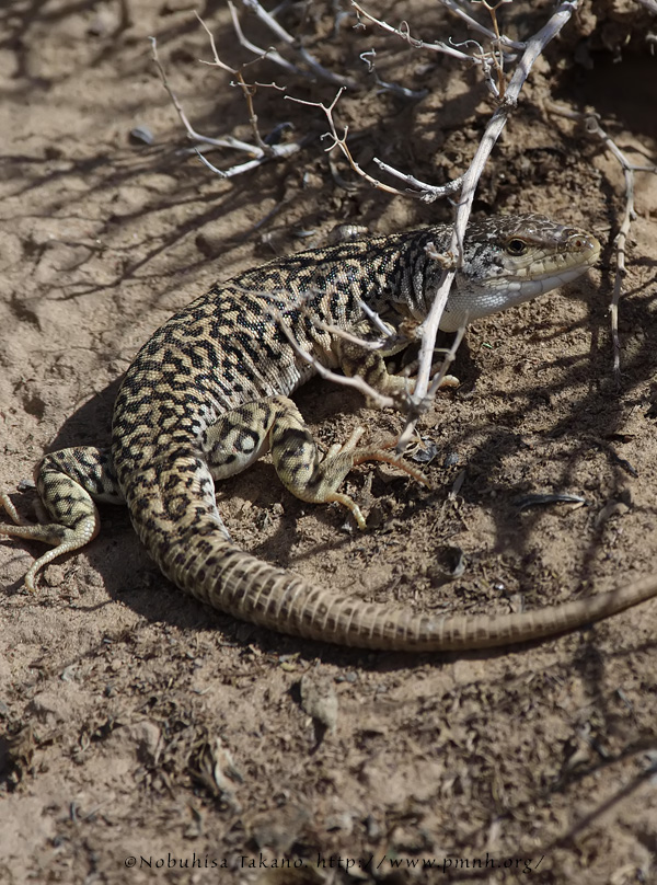 1208gobi_racerunner061