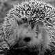 1208hedgehog25_w