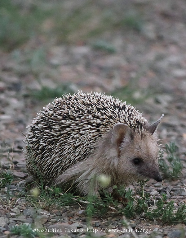 1208hedgehog26