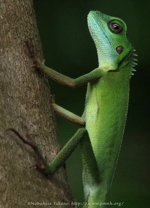 アガマのなかま - Green Crested Lizard - <i> Bronchocela cristatella</i> |  OTHERS/その他の生物 :: pmnh wildlife portrait archive : other life forms