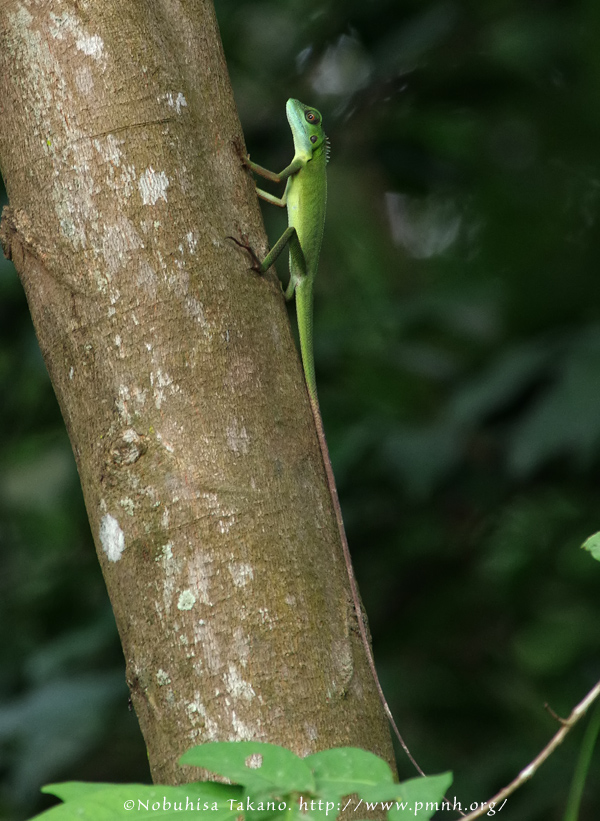 アガマのなかま - Green Crested Lizard - <i> Bronchocela cristatella</i> |  OTHERS/その他の生物 :: pmnh wildlife portrait archive : other life forms