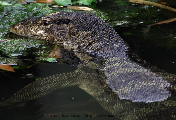 1405malayanwatermonitor07