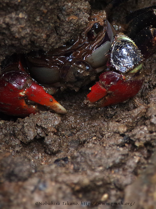 1405sporetreeclimbingcrab25