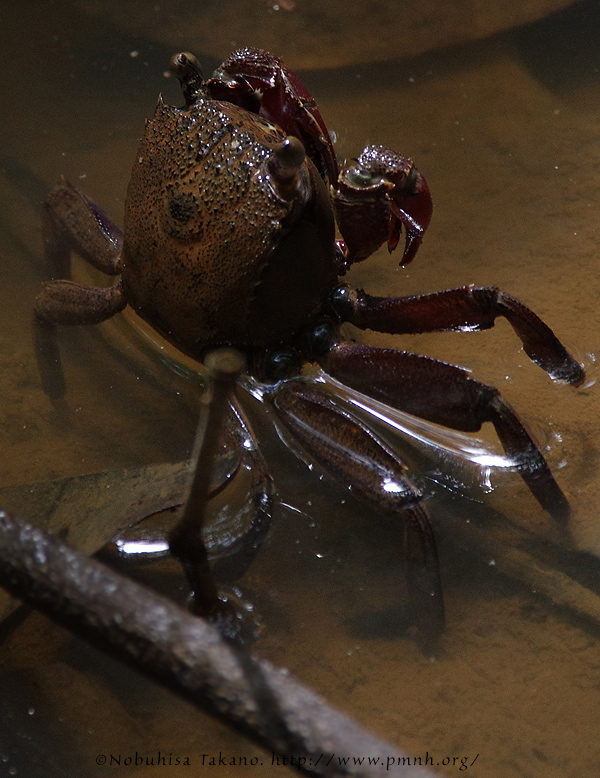 1405sporetreeclimbingcrab26