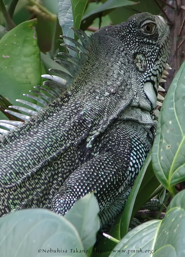 1708greeniguana2610